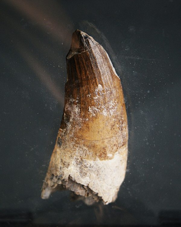 Suchomimus tenerensis