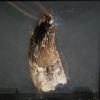 Suchomimus tenerensis
