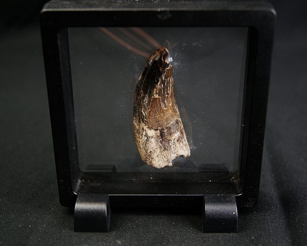 Suchomimus tenerensis
