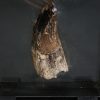 Suchomimus tenerensis