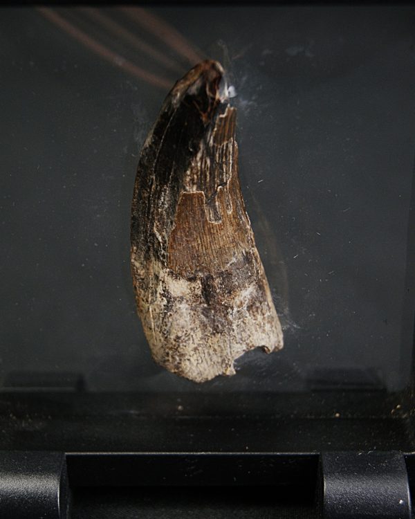Suchomimus tenerensis