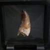 Suchomimus tenerensis