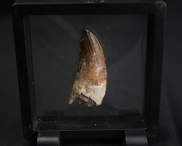 Suchomimus tenerensis