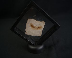 Pez fósil