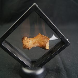 Hueso de dinosaurio kem kem