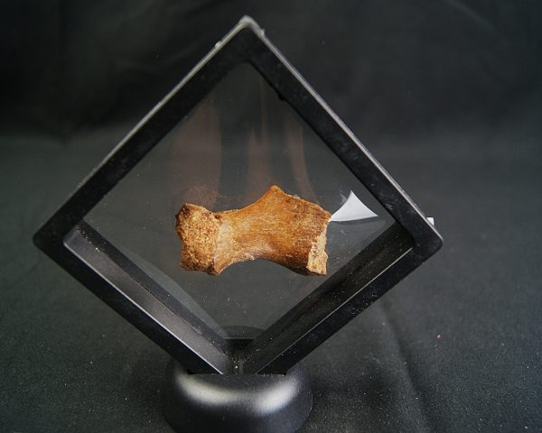 Hueso de dinosaurio kem kem