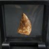 Diente de Carcharodontosaurus saharicus