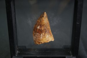 Diente de Carcharodontosaurus saharicus