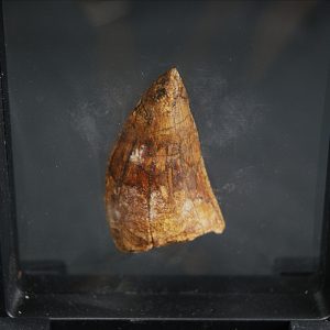 Diente de Carcharodontosaurus saharicus