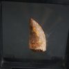 Carcharodontosaurus saharicus