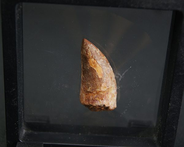 Carcharodontosaurus saharicus