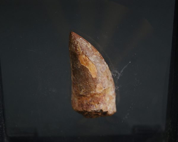Carcharodontosaurus saharicus