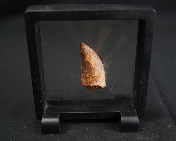 Carcharodontosaurus saharicus