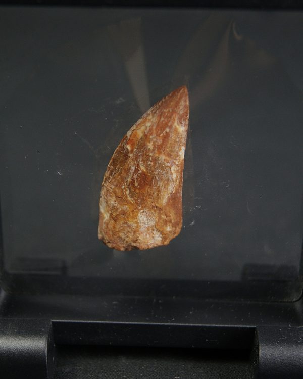 Carcharodontosaurus saharicus