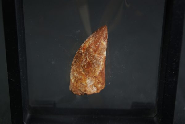 Carcharodontosaurus saharicus