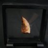 Carcharodontosaurus saharicus