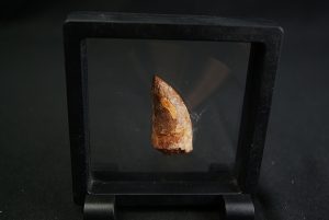 Carcharodontosaurus saharicus