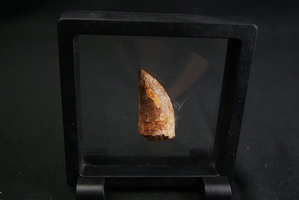 Carcharodontosaurus saharicus