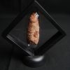 Coprolito de calidad con arenisca