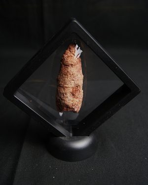 Coprolito de calidad con arenisca
