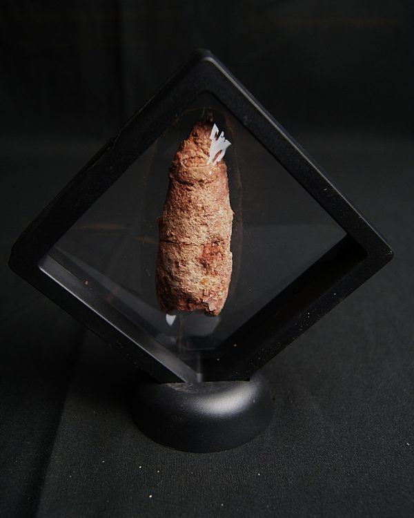 Coprolito de calidad con arenisca