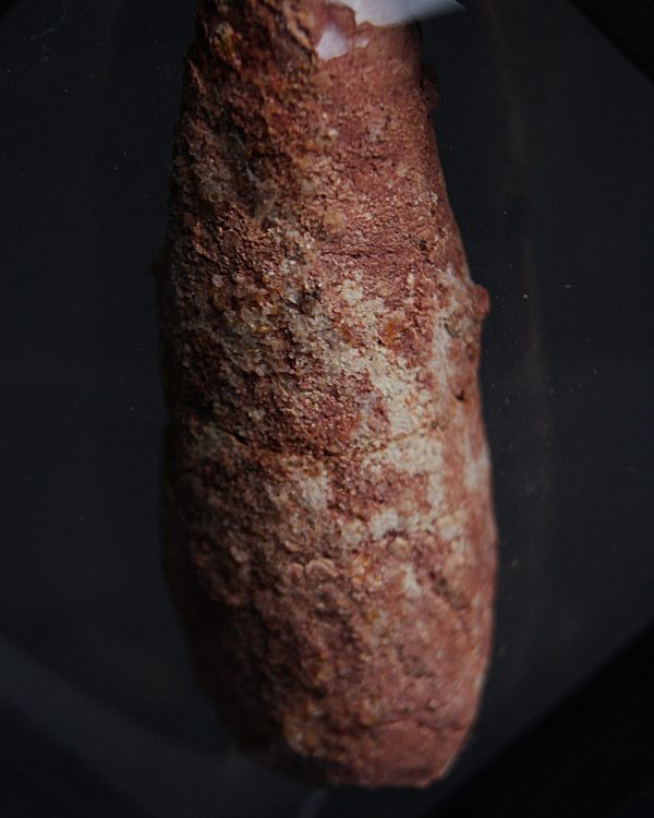 Coprolito de calidad con arenisca