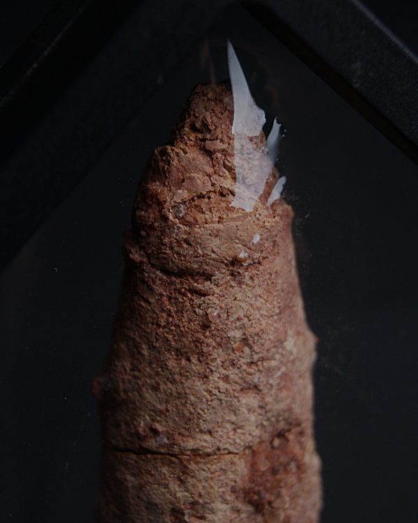 Coprolito de calidad con arenisca