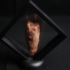 Coprolito de calidad con arenisca