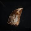 Carcharodontosaurus saharicus