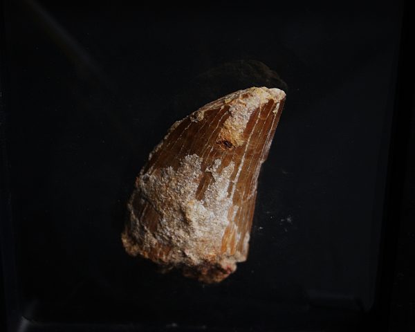 Carcharodontosaurus saharicus