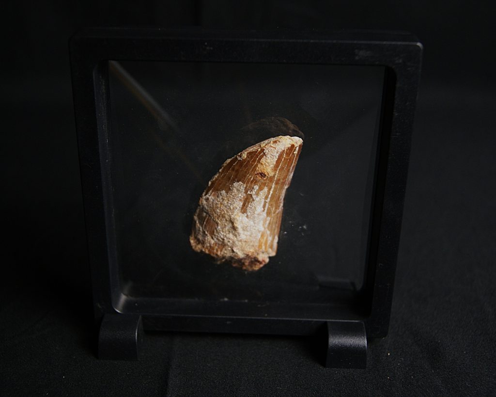 Carcharodontosaurus saharicus