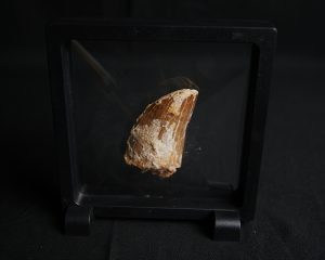 Carcharodontosaurus saharicus