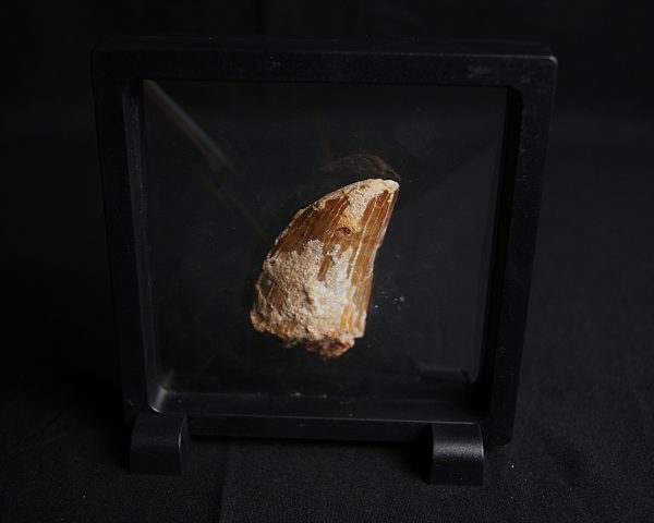 Carcharodontosaurus saharicus