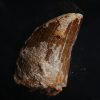 Carcharodontosaurus saharicus