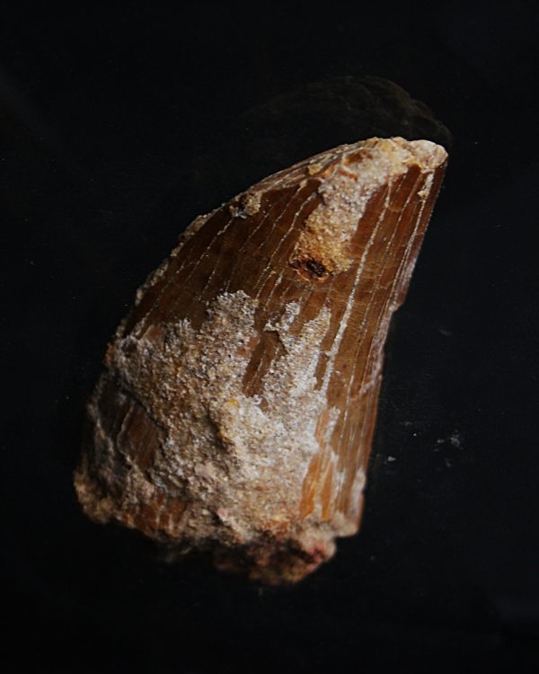 Carcharodontosaurus saharicus