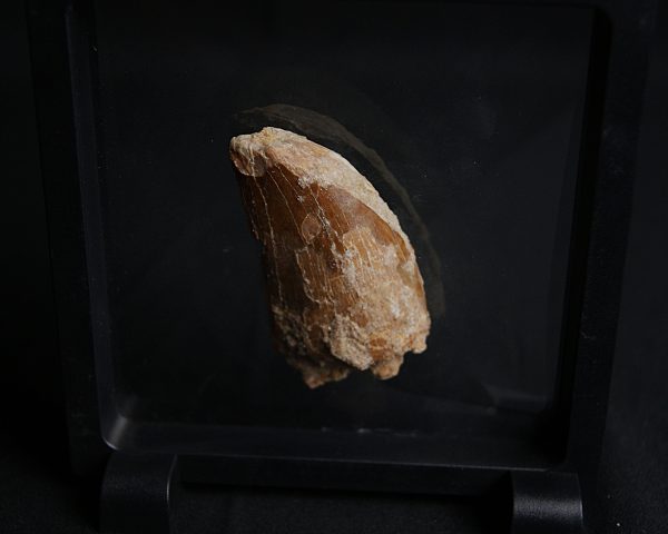 Carcharodontosaurus saharicus