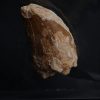 Carcharodontosaurus saharicus