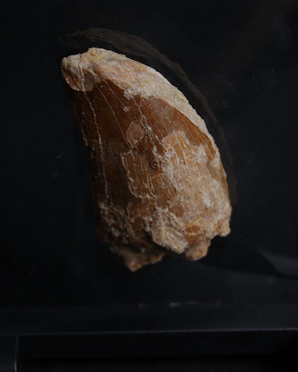 Carcharodontosaurus saharicus