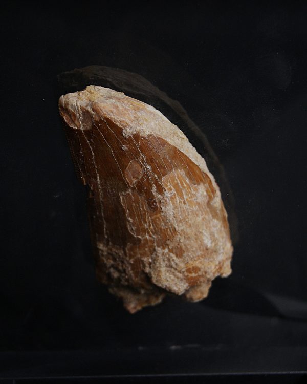 Carcharodontosaurus saharicus