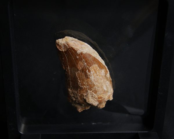 Carcharodontosaurus saharicus