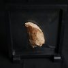 Carcharodontosaurus saharicus