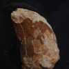 Carcharodontosaurus saharicus