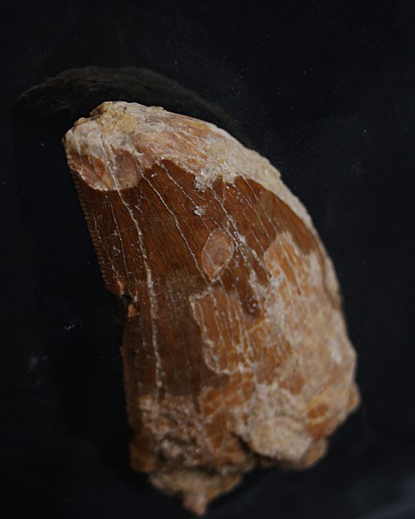 Carcharodontosaurus saharicus