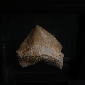 Diente de Squalicorax