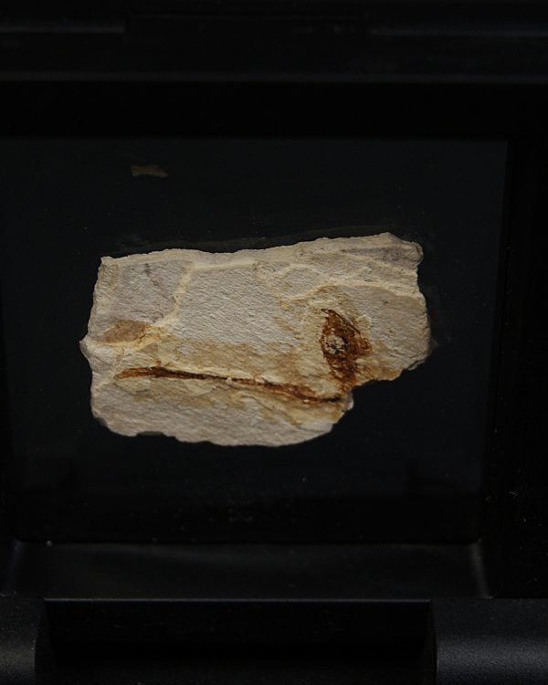 Pez fósil en matriz Actinopterygii