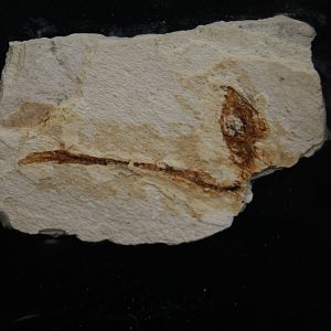 Pez fósil en matriz Actinopterygii