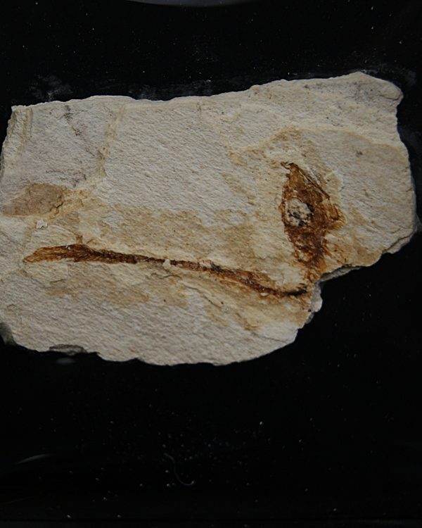 Pez fósil en matriz Actinopterygii