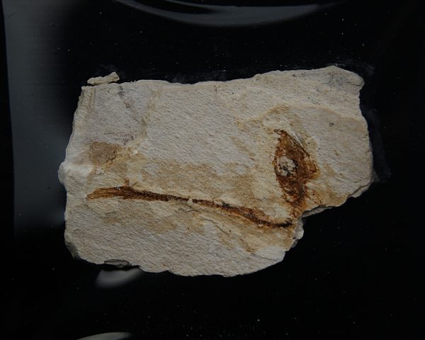 Pez fósil en matriz Actinopterygii