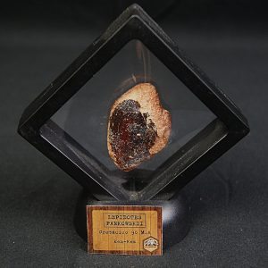 Escama de Lepidotes cf. pawdoski