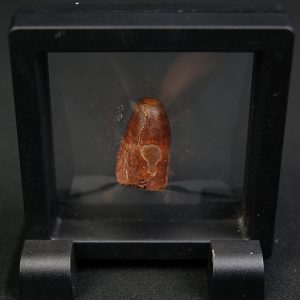 Elosuchus cherifensis